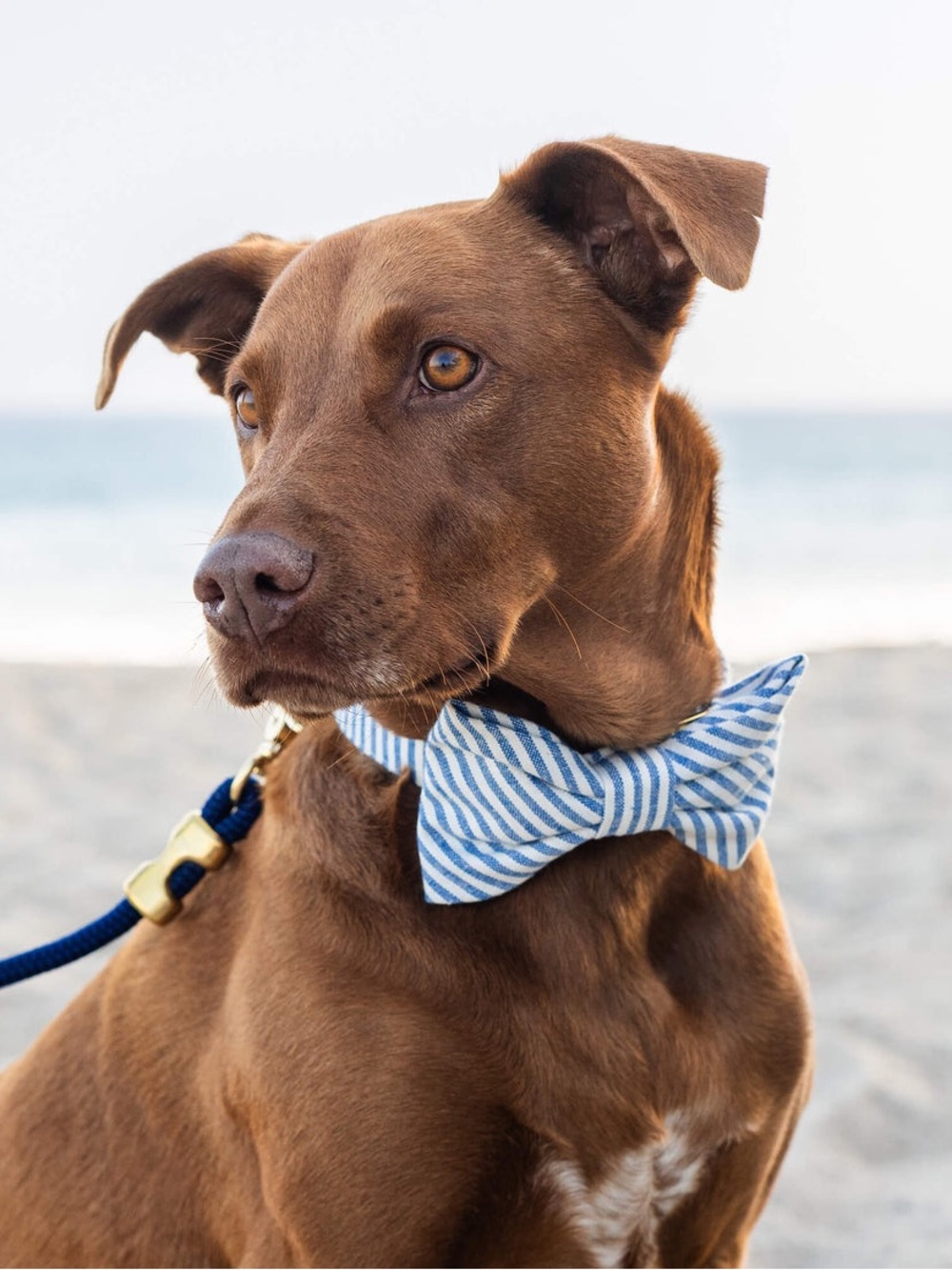 The Foggy Dog Lake Blue Stripe Dog Bow Tie Size Small Made in USA